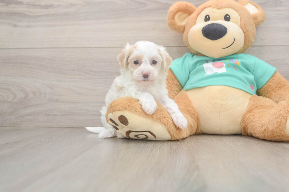 Best Maltipoo Baby
