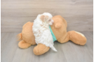 Maltipoo Pup Being Cute