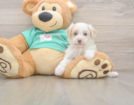 8 week old Maltipoo Puppy For Sale - Premier Pups