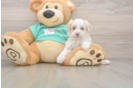 Maltipoo Pup Being Cute