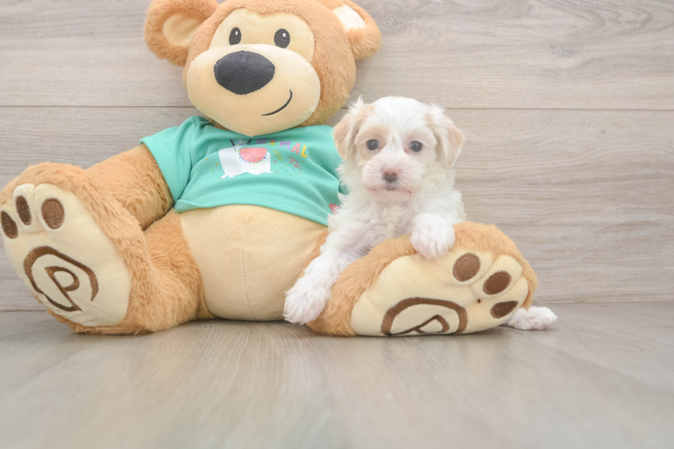 Maltipoo Pup Being Cute