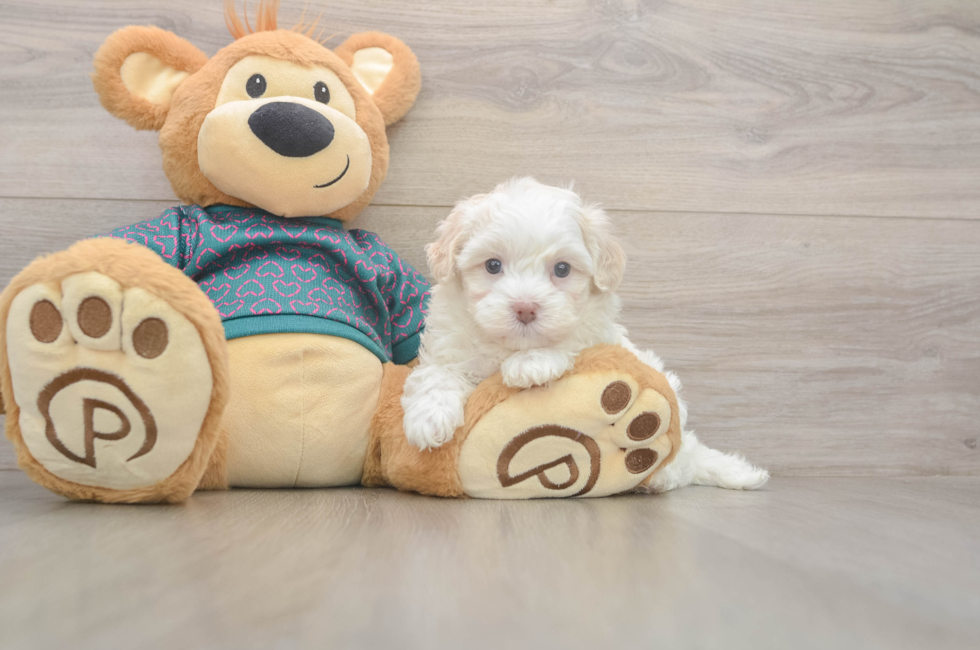 5 week old Maltipoo Puppy For Sale - Premier Pups