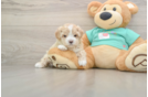 Funny Maltipoo Poodle Mix Pup