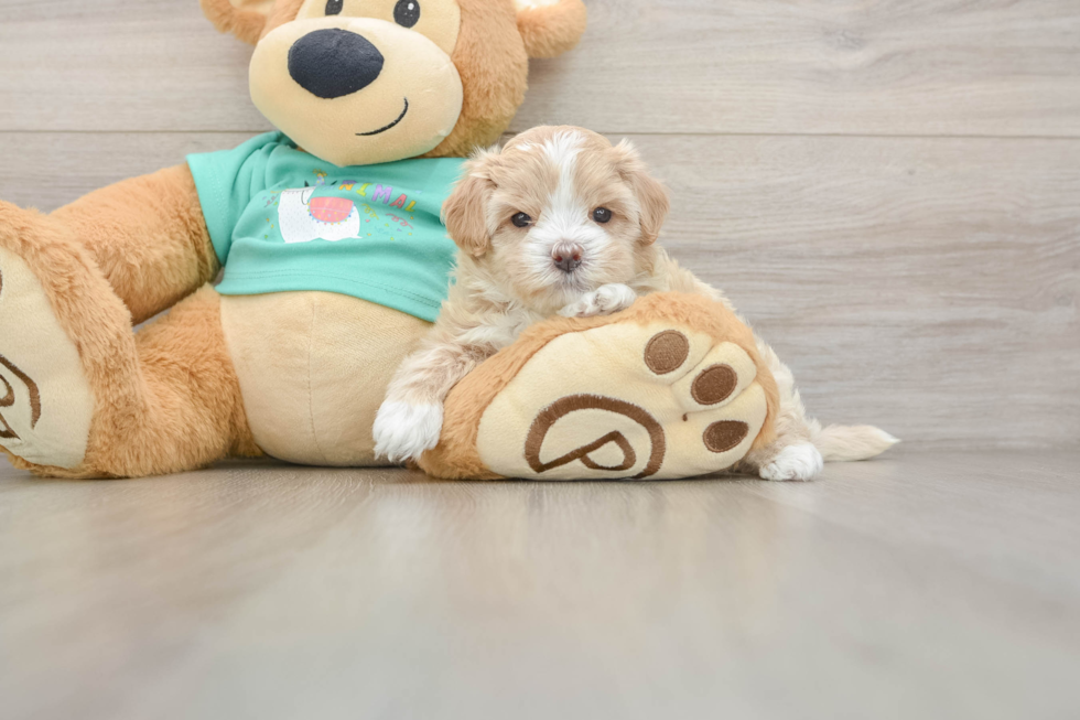 Playful Multipoo Poodle Mix Puppy
