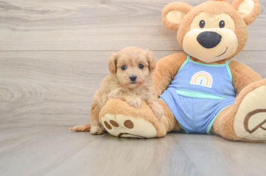Maltipoo Puppy for Adoption