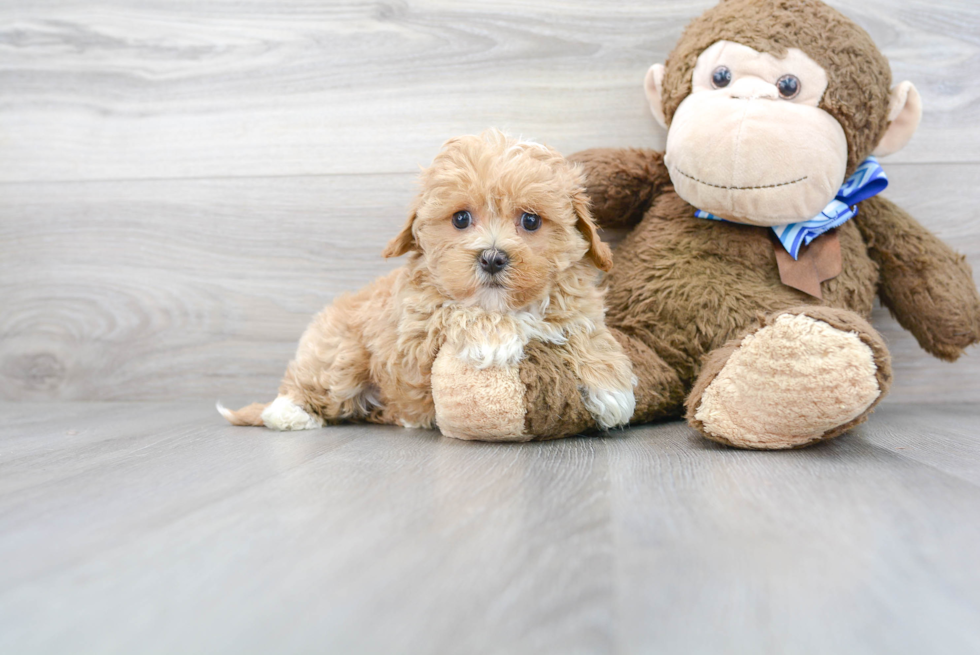 Smart Maltipoo Poodle Mix Pup