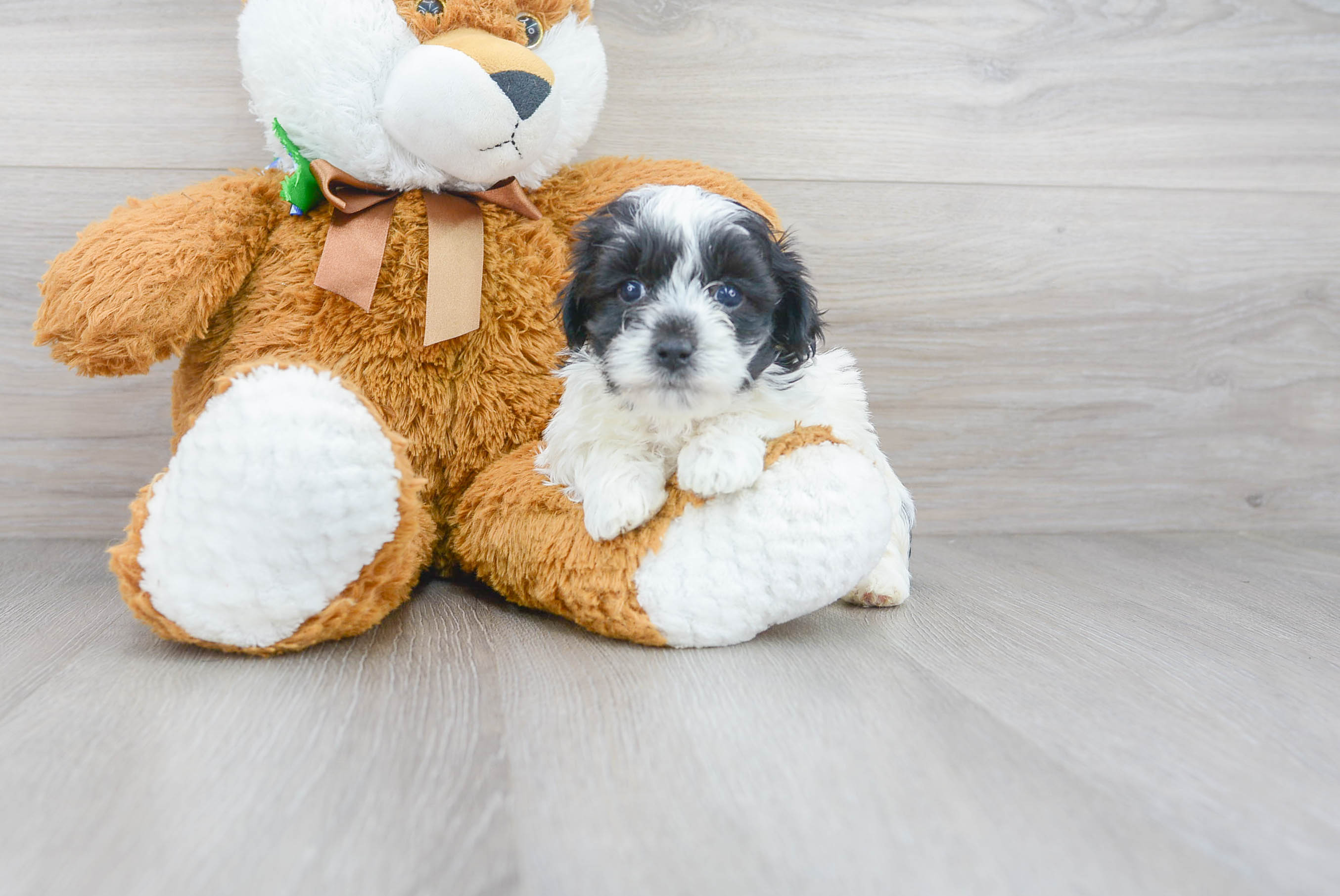 Cute Maltese Poodle Poodle Mix Puppy
