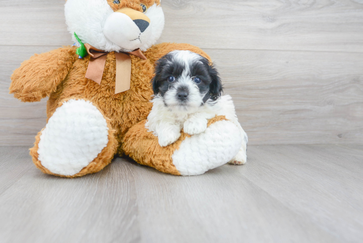 Cute Maltese Poodle Poodle Mix Puppy