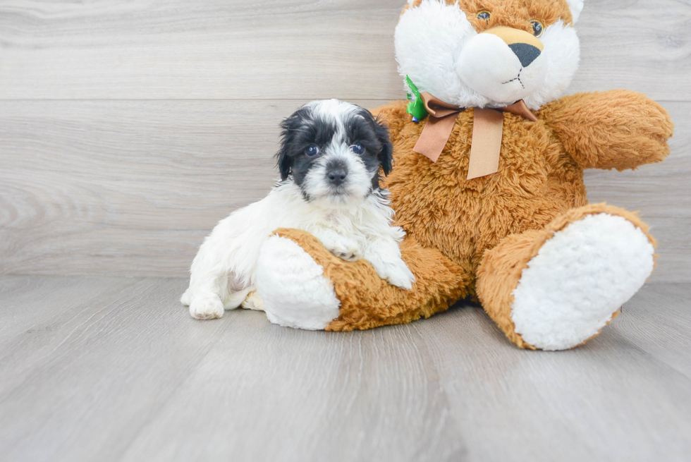 Maltipoo Puppy for Adoption