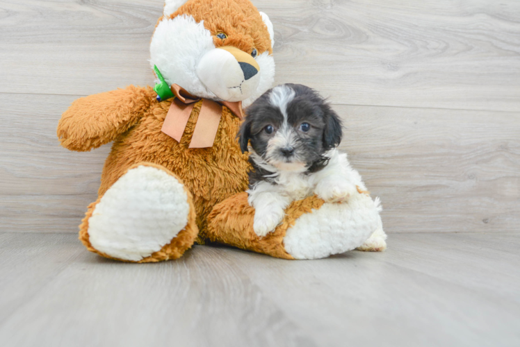 Maltipoo Pup Being Cute