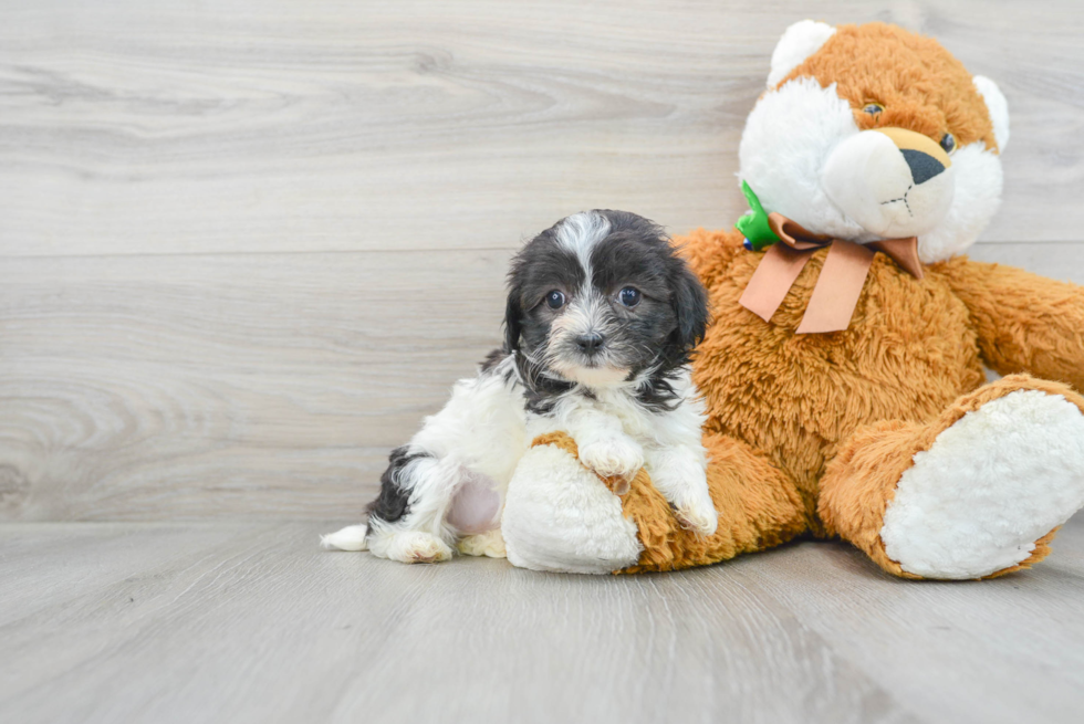 Maltipoo Puppy for Adoption