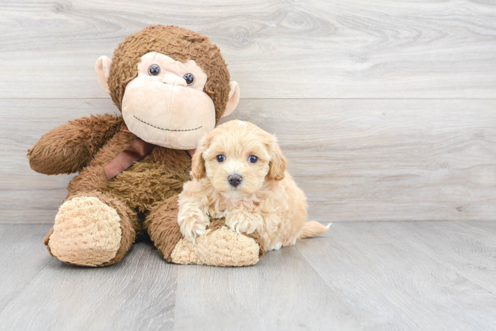 Petite Maltipoo Poodle Mix Pup