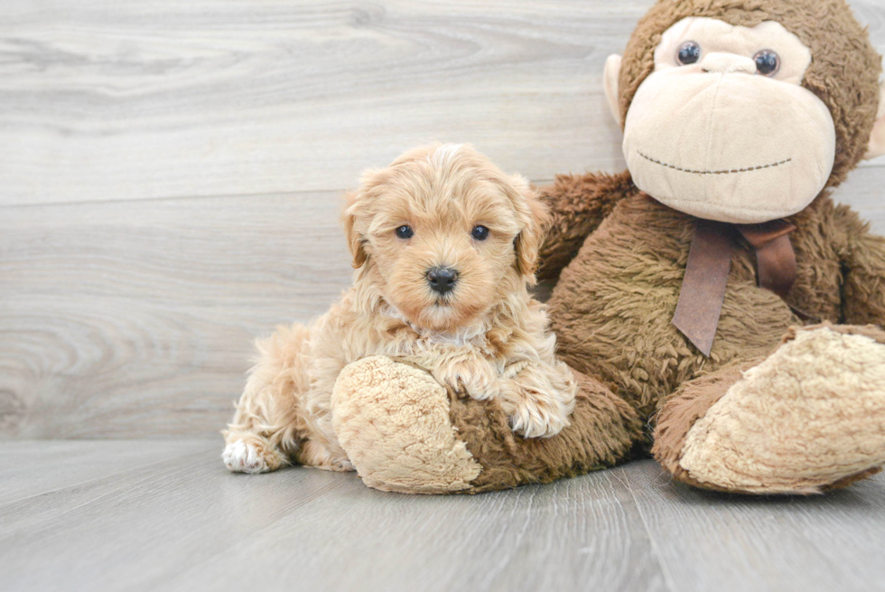 Petite Maltipoo Poodle Mix Pup