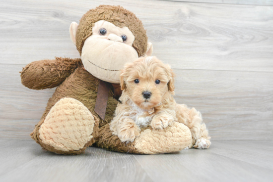 Maltipoo Pup Being Cute