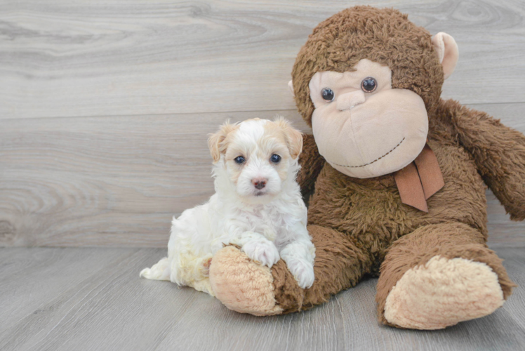 Cute Maltipoo Baby