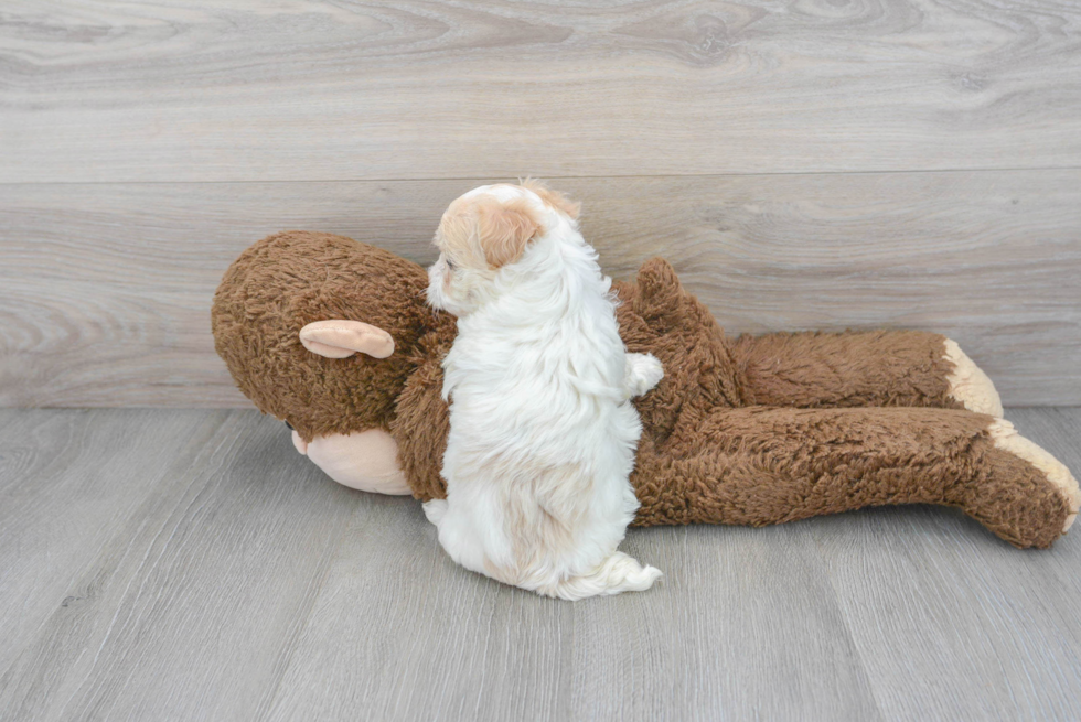 Maltipoo Puppy for Adoption