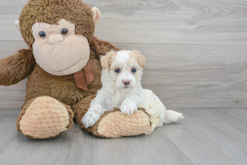 Best Maltipoo Baby