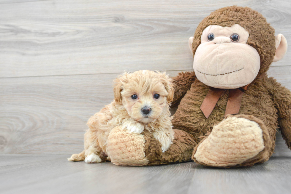 Petite Maltipoo Poodle Mix Pup