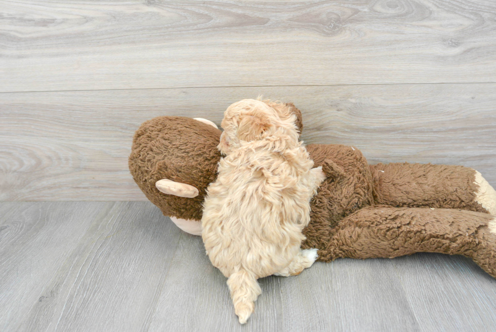 Happy Maltipoo Baby