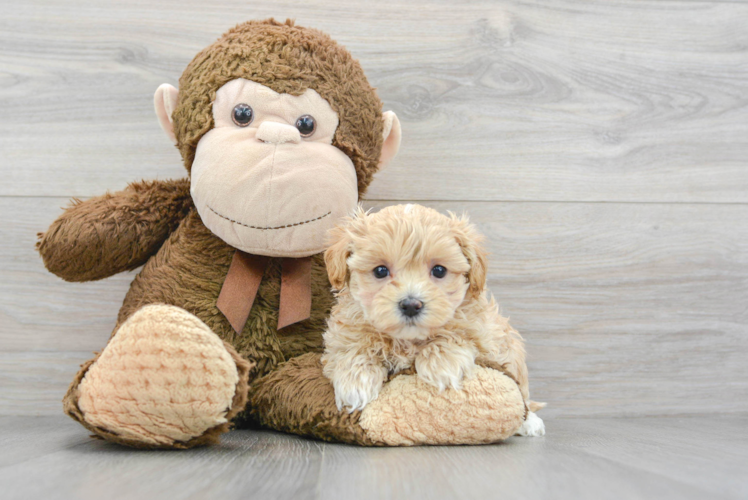 Best Maltipoo Baby