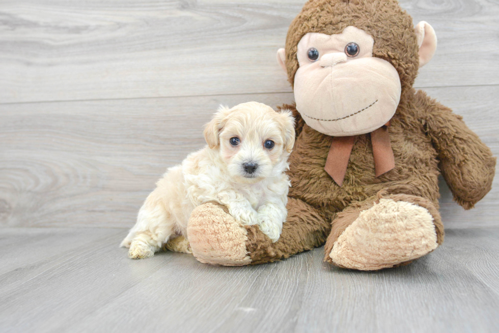 Adorable Maltepoo Poodle Mix Puppy