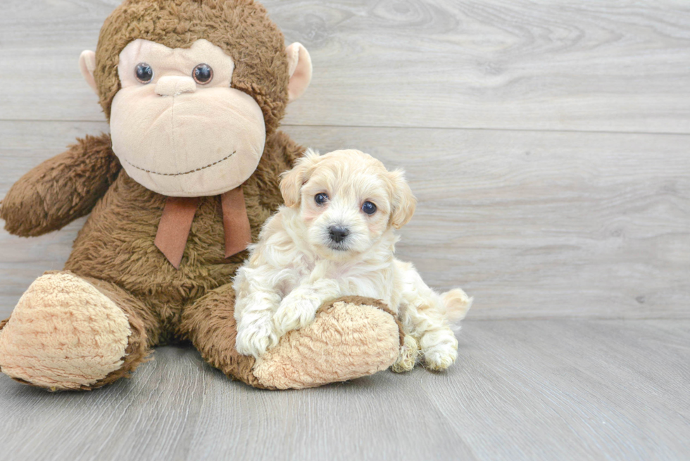 Best Maltipoo Baby