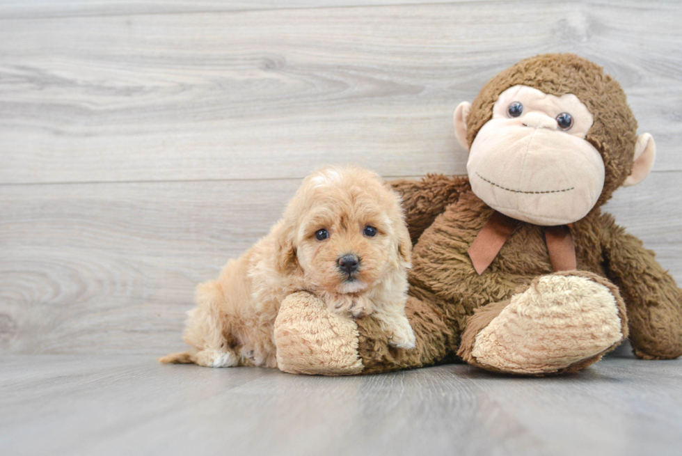 Fluffy Maltipoo Poodle Mix Pup