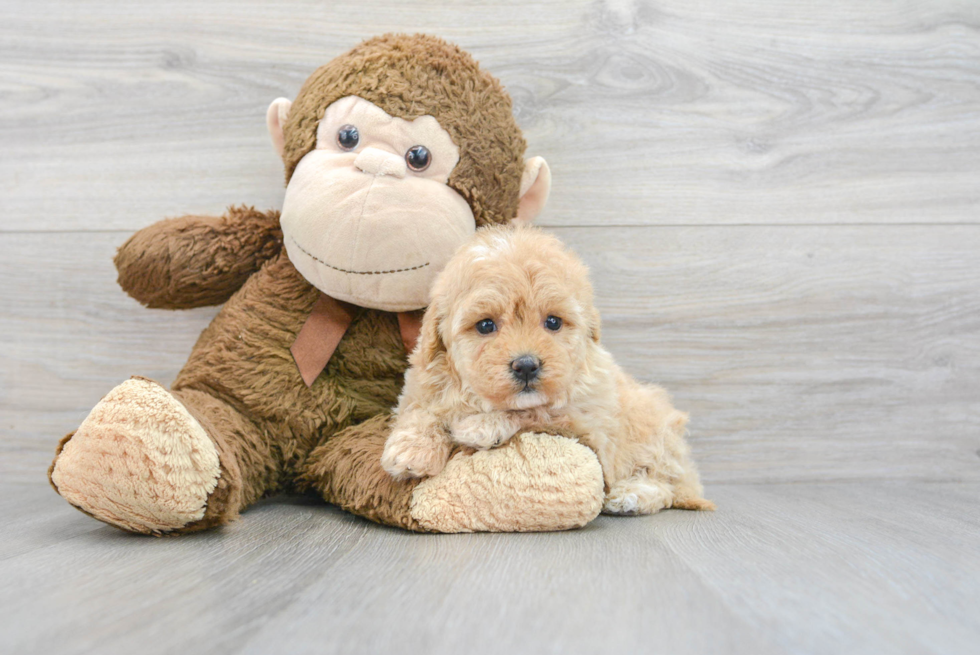 Funny Maltipoo Poodle Mix Pup