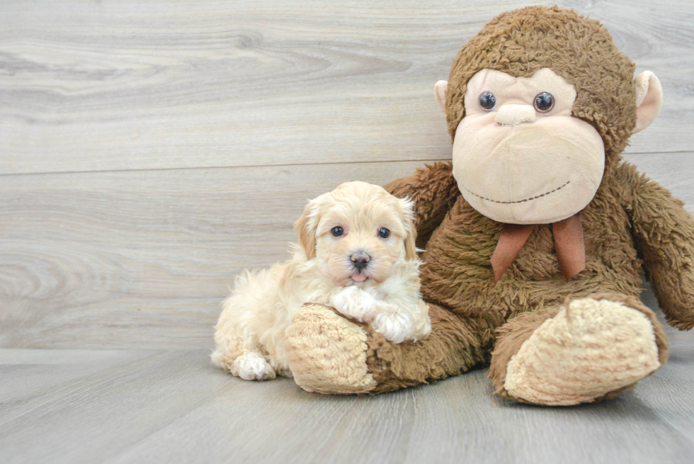 Petite Maltipoo Poodle Mix Pup