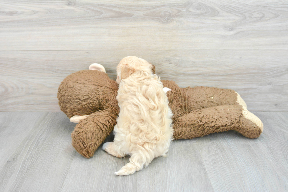 Fluffy Maltipoo Poodle Mix Pup