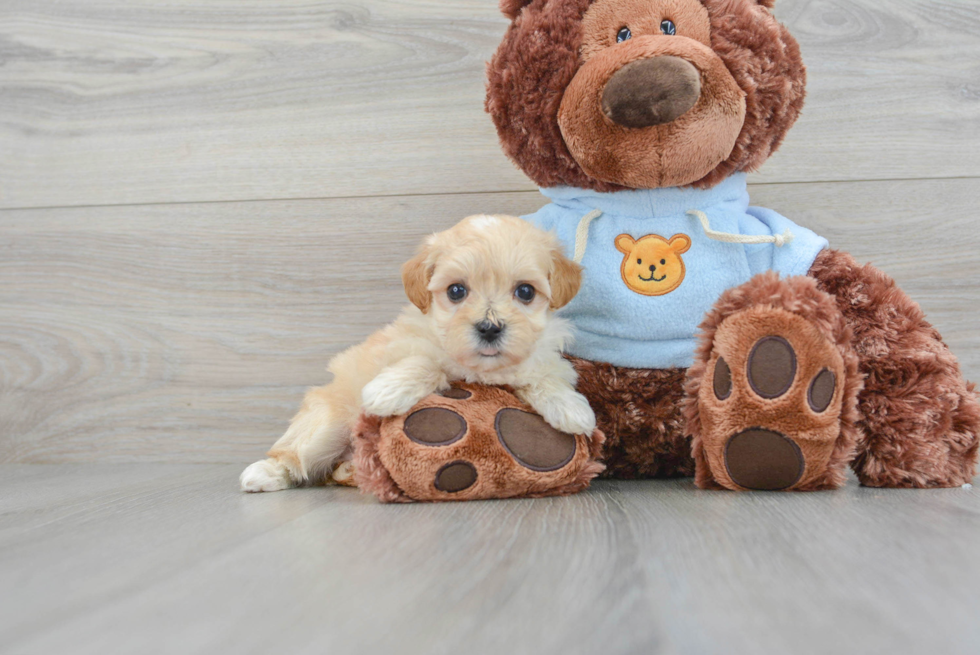 Best Maltipoo Baby