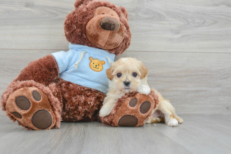 Maltipoo Pup Being Cute