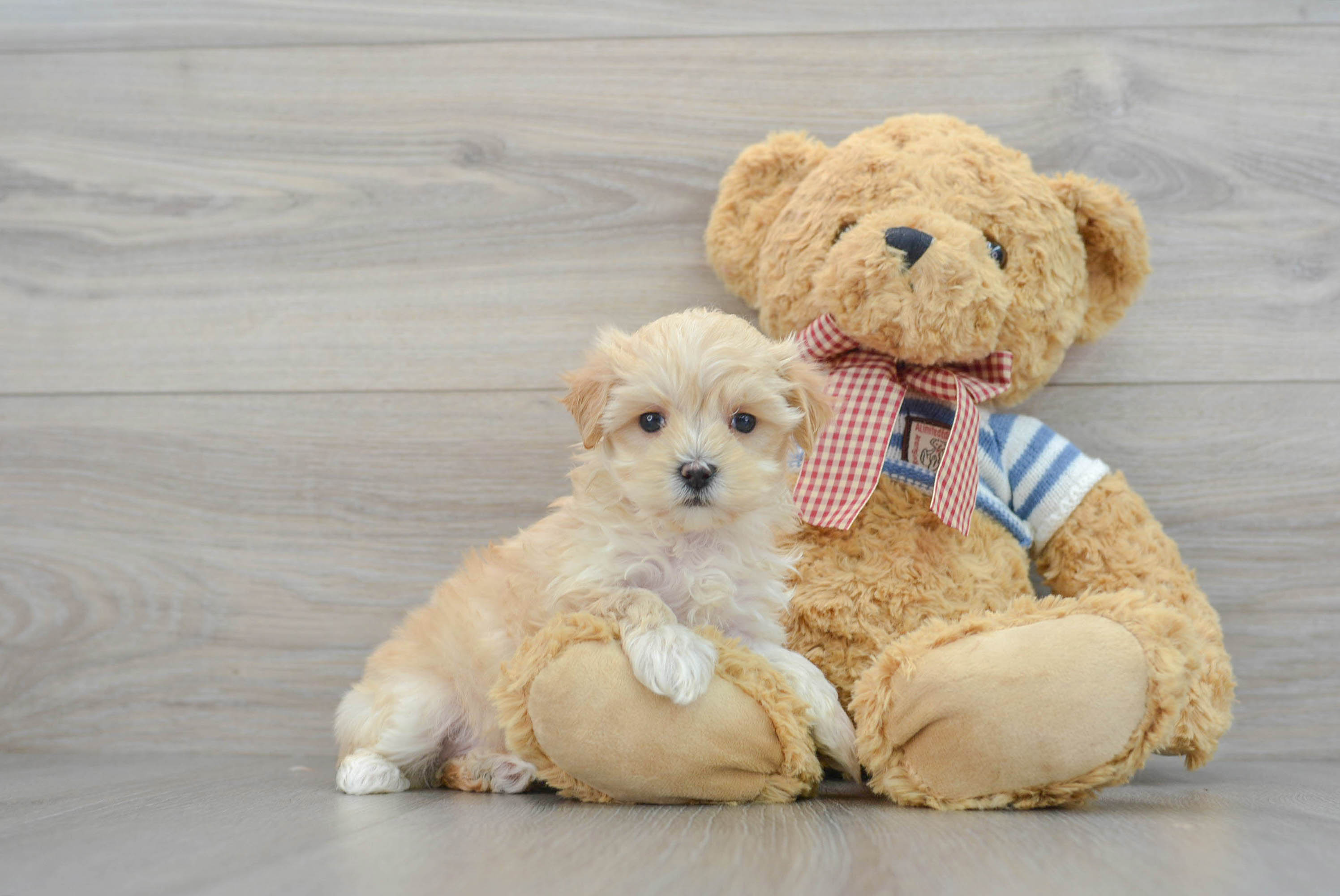 Playful Maltepoo Poodle Mix Puppy