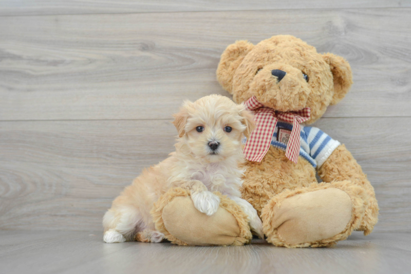 Meet Giada - our Maltipoo Puppy Photo 1/3 - Premier Pups