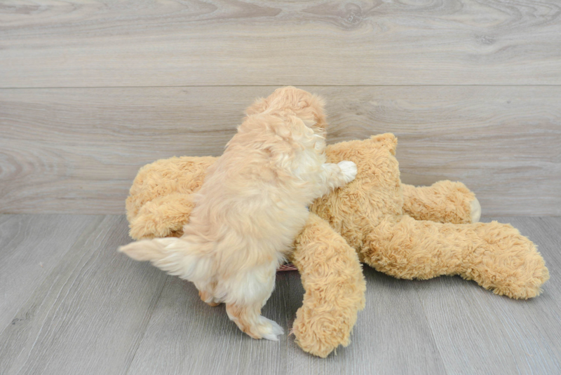 Meet Giada - our Maltipoo Puppy Photo 2/3 - Premier Pups