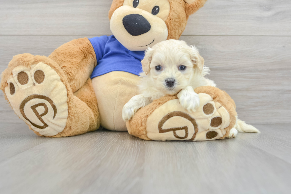 Adorable Maltepoo Poodle Mix Puppy