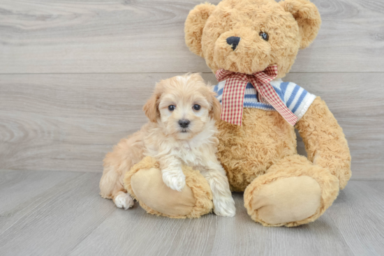 Maltipoo Pup Being Cute