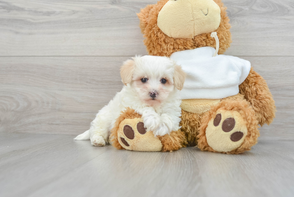 Maltipoo Puppy for Adoption