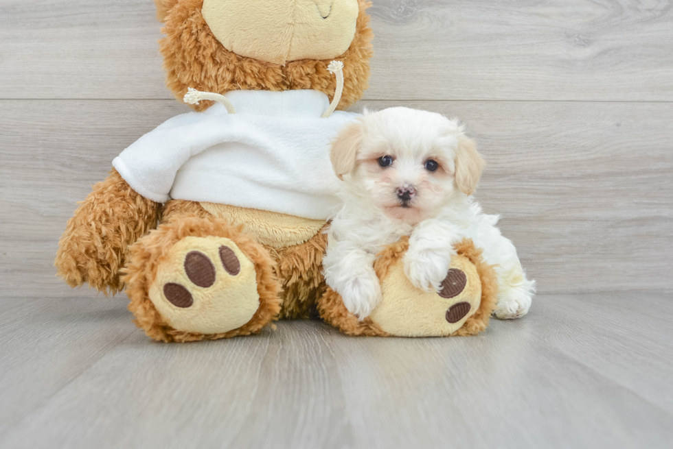 Adorable Maltepoo Poodle Mix Puppy