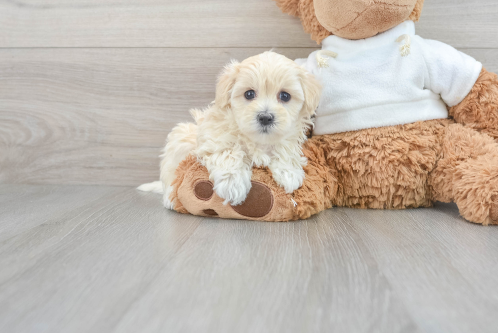 Energetic Maltese Poodle Poodle Mix Puppy