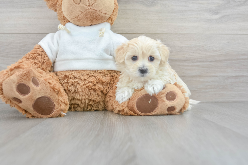 Popular Maltipoo Giada: 2lb 14oz Doodle Puppy