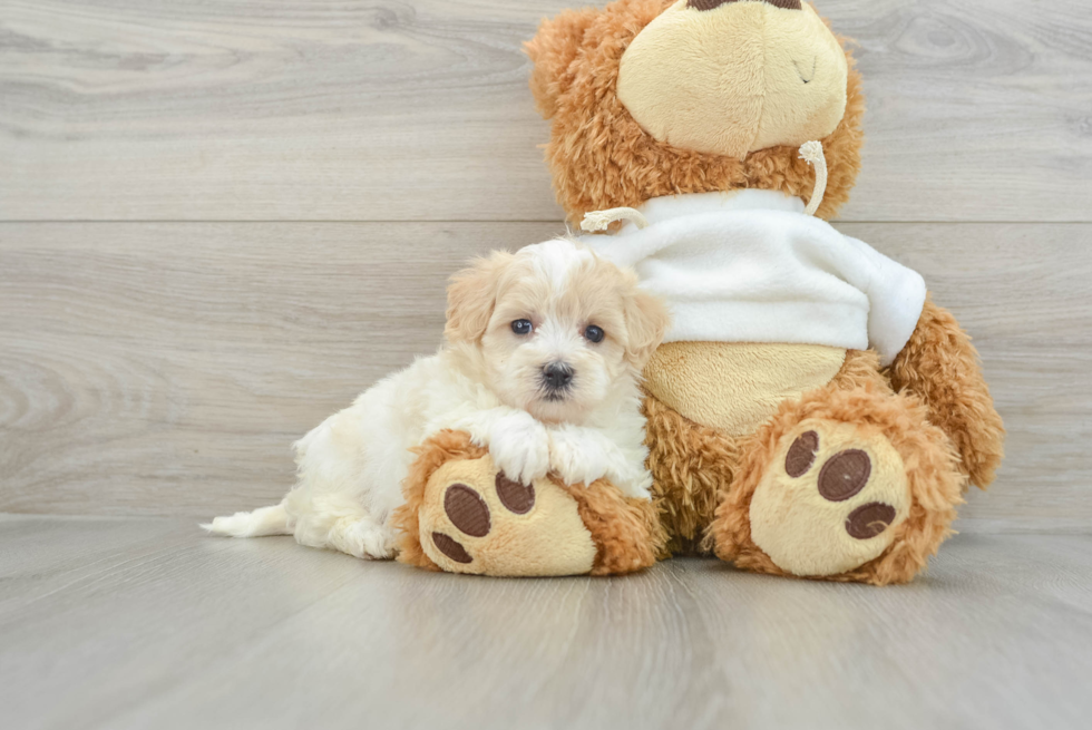 Friendly Maltipoo Baby