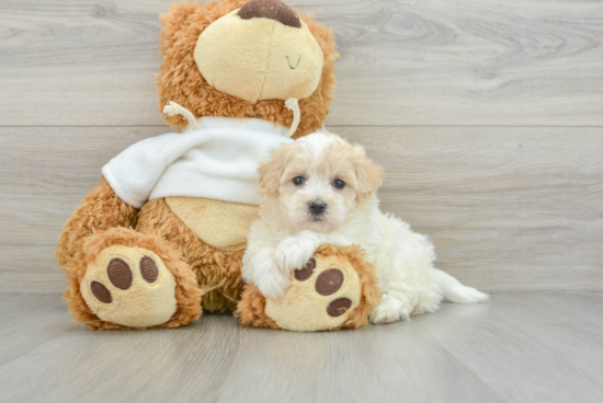 Maltipoo Puppy for Adoption