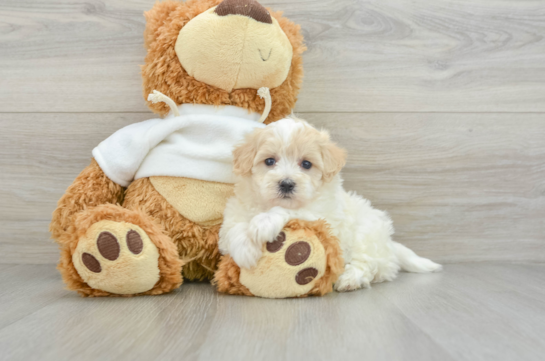 Maltipoo Puppy for Adoption