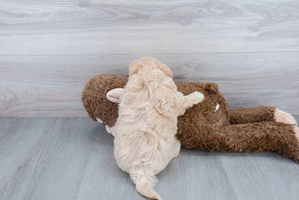 Funny Maltipoo Poodle Mix Pup