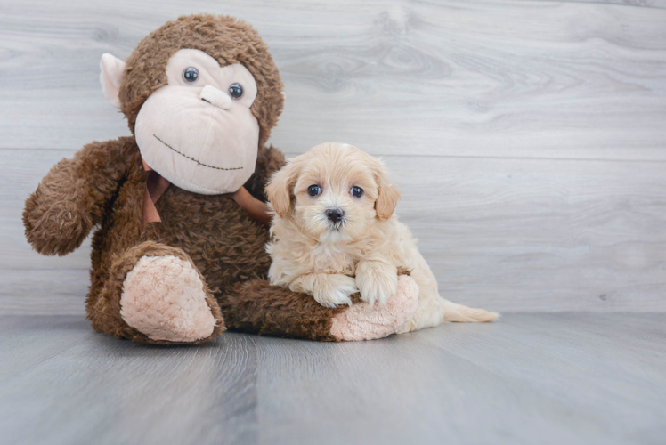 Maltipoo Puppy for Adoption