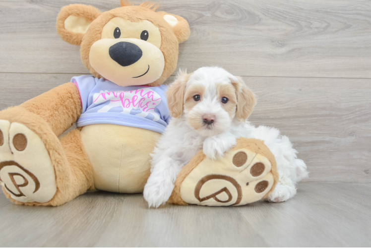 Maltipoo Pup Being Cute