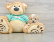 8 week old Maltipoo Puppy For Sale - Premier Pups