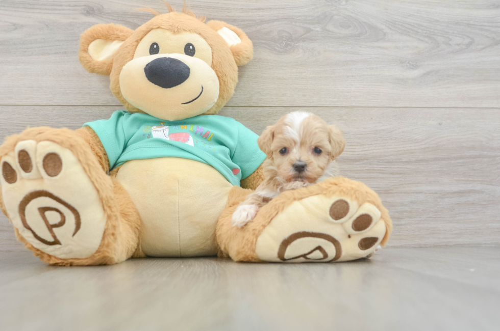 9 week old Maltipoo Puppy For Sale - Premier Pups