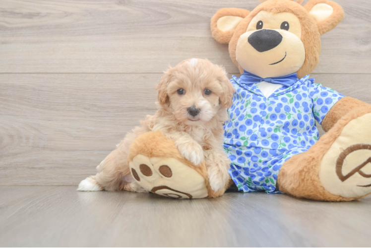 Popular Maltipoo Poodle Mix Pup